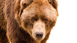 Read more about the article Bear Awareness Course